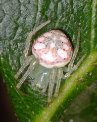 Araneus guttulatus