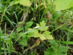 Handianus flavovarius