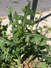 Lactuca serriola