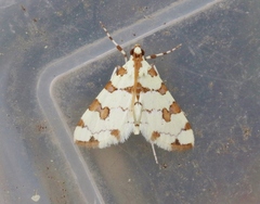 Conchylodes octonalis