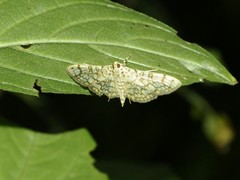 Haritalodes derogata