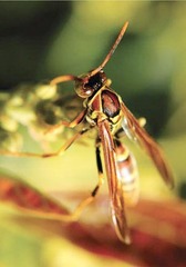 Polistes instabilis