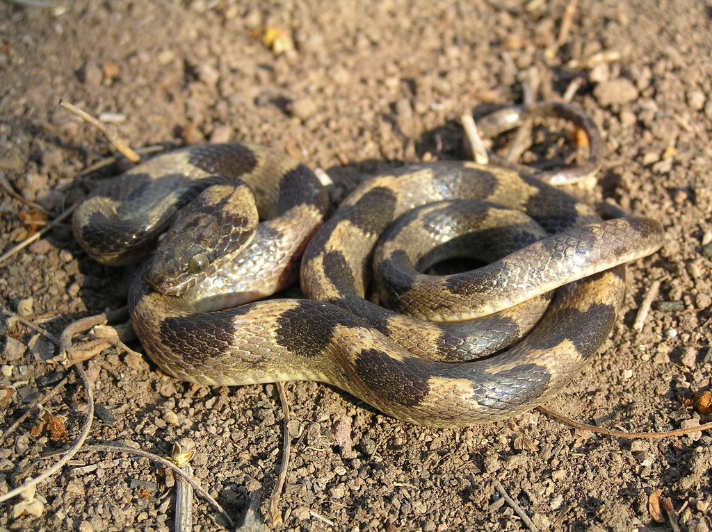 Splendid Cateyed Snake from Quilamula, Mor., México on May 14, 2007 by David Valenzuela