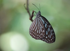 Ideopsis vulgaris macrina