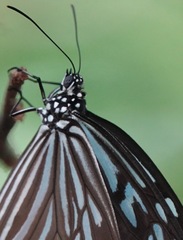 Ideopsis vulgaris macrina