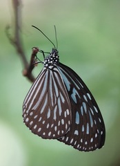 Ideopsis vulgaris macrina