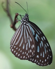 Ideopsis vulgaris macrina