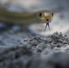 Zamenis lineatus