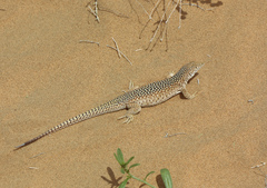 Eremias grammica