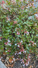 Abelia × grandiflora
