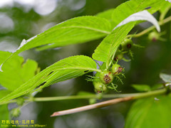 Cyclocodon lancifolius