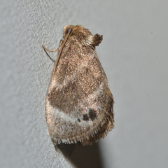 Packardia elegans