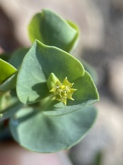 Tithymalus