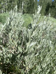 Artemisia cana