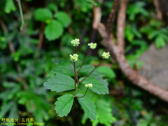 Elatostema microcephalanthum
