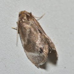 Packardia elegans