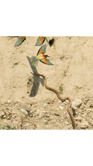 Elaphe quatuorlineata