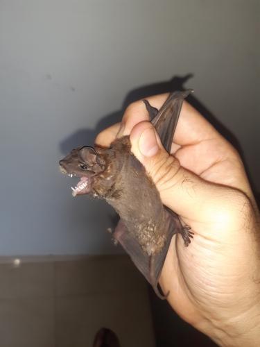 Bonda Mastiff Bat (Molossus bondae) — Least Concern Mammalia