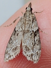 Eudonia spenceri