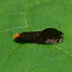 Doleromorpha porphyria