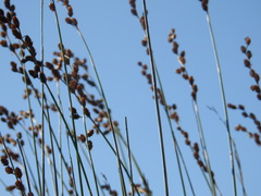 Thamnochortus spicigerus