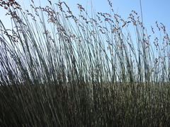 Thamnochortus spicigerus