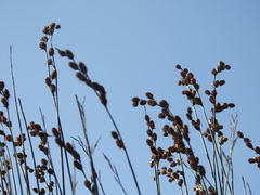 Thamnochortus spicigerus