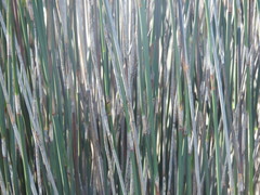 Thamnochortus spicigerus