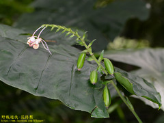 Calanthe masuca