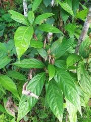 Cinnamomum glaucescens