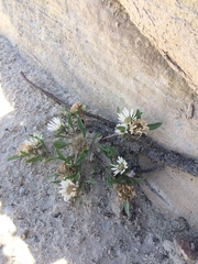 Townsendia grandiflora