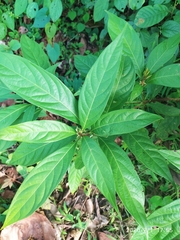 Cinnamomum glaucescens