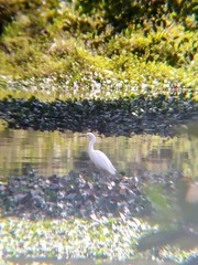 Egretta thula