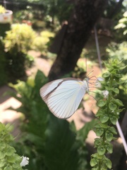 Itaballia demophile centralis