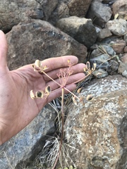 Lomatium howellii