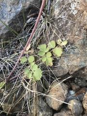 Lomatium howellii