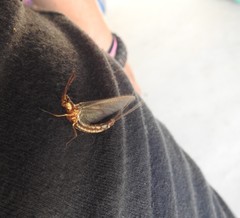 Hexagenia bilineata