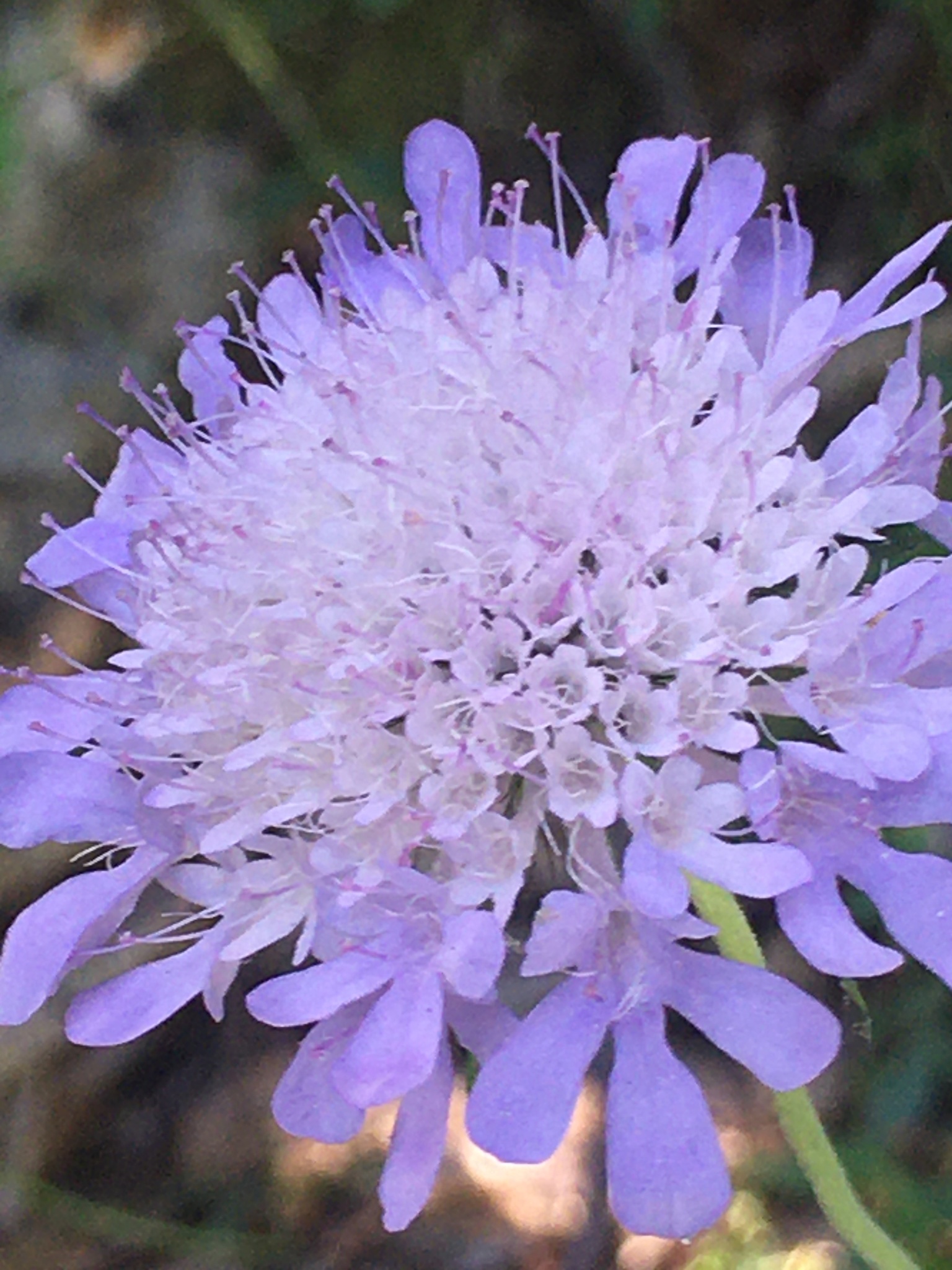 Scabiosa