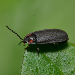 Lucidota punctata
