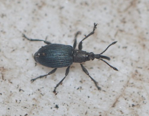 Representative image of Ceratapion carduorum