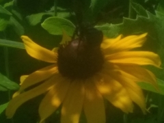 Melissodes bimaculatus