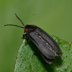 Lucidota punctata