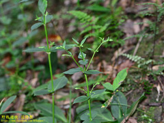 Swertia shintenensis