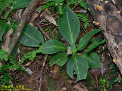 Swertia shintenensis