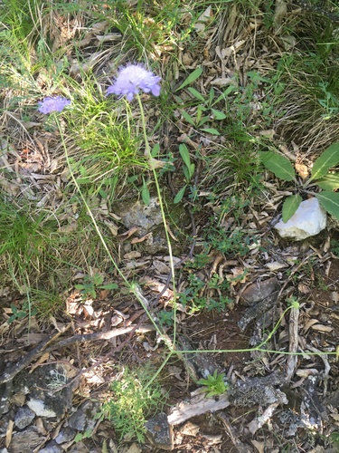 Scabiosa columbaria