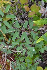 Sanguisorba officinalis