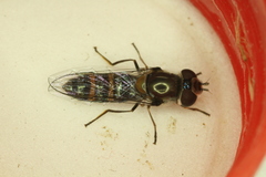 Pseudoscaeva diversifasciata