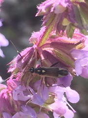 Grypocoris