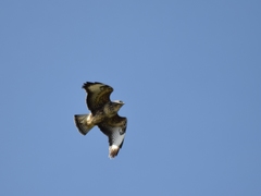 Buteo buteo rothschildi