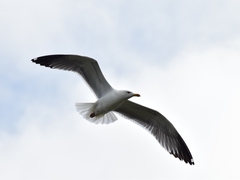 Larus michahellis atlantis